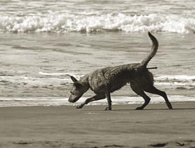 ブログ, エッセイ, シングルマザー, 海外生活, 人気のブログ, 話題のエッセイ, カリフォルニア生活, アメリカ生活, ノンフィクション, 現代画家, 人気, アーティスト, サンフランシスコ, フェースブック話題の人, 話題の人, 海外の日本人アーティスト, オーシャンビーチ, ビーチ, 海,海岸, 出産, 海外で出産, アメリカで出産, ビーチ, 海岸, 犬, 砂浜, オーシャンビーチ