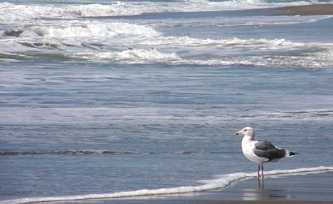 ブログ, エッセイ, シングルマザー, 海外生活, 人気のブログ, 注目のブログ, 話題のエッセイ, カリフォルニア生活, アメリカ生活, ノンフィクション, 現代画家, 人気, アーティスト, サンフランシスコ, フェースブック話題の人, 話題の人, 海外の日本人アーティスト, ビーチ, 砂浜, カモメ, 夏, 海, 波打ち際, 海岸
