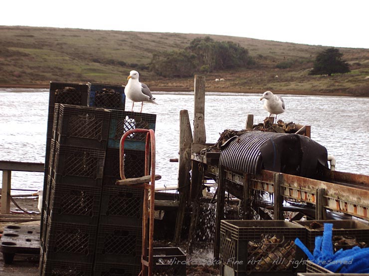 Drakes bay oyster farm, deserted beach, seagull, deserted bay, water, ocean, sea, oyster farm, california
