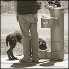 animal love, dog water fountain, summer, life with dog, love, park, california