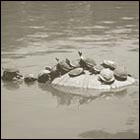 tuttles, turtle, animal, pond, lake, water, fine day, afternoon, slow life, golden gate park san francisco, summer