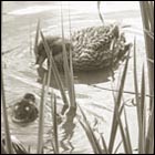 heartwarming picture, mother duck and baby duck, family, love, baby duck, lake, pond, animal love, spring, botanical garden san francisco, nature, bird