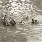 heartwarming picture, mother duck and baby duck, family, love, baby duck, lake, pond, animal love, spring, botanical garden san francisco, nature, bird